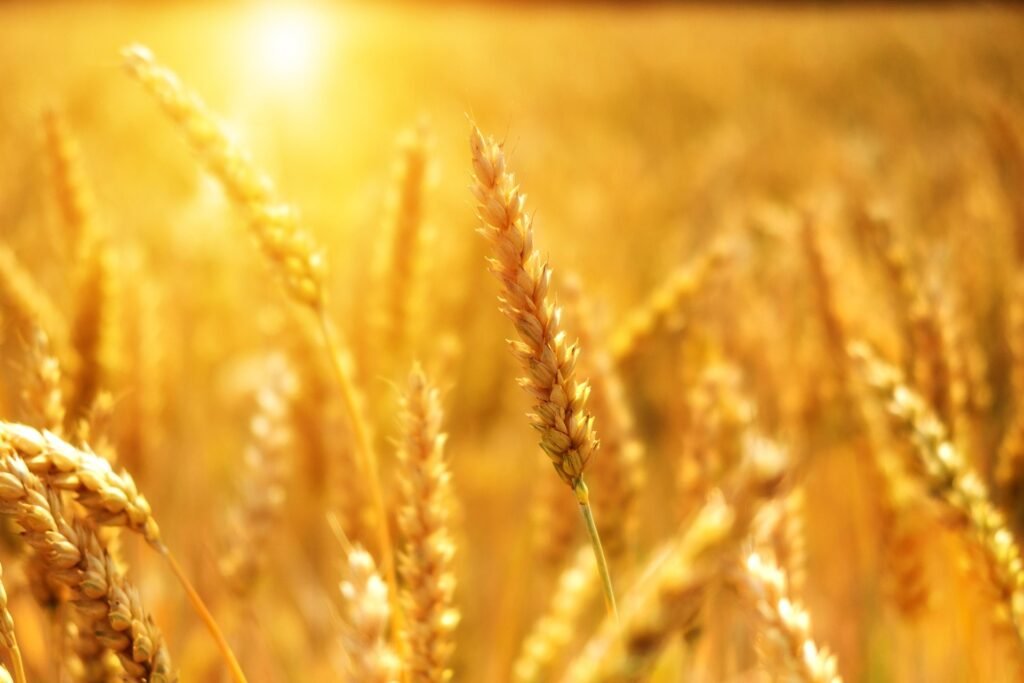 Campo dorato illuminato dal sole, metafora di benessere e crescita personale