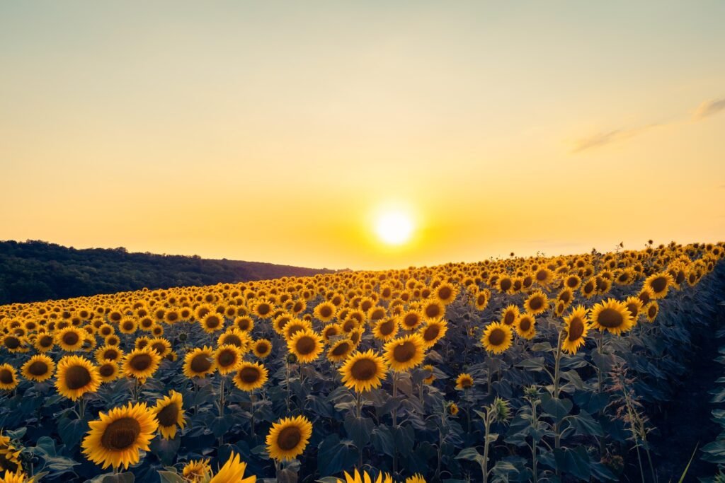 Campo di girasoli al tramonto, metafora di rinnovamento e fiducia nel percorso psicologico