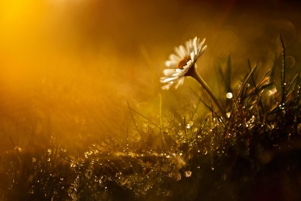 Fiore illuminato dopo la pioggia, simbolo di speranza e rinascita