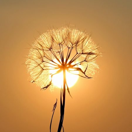Soffione luminoso, metafora di leggerezza e serenità ritrovata