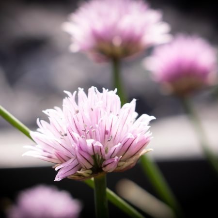 Fiori rosa in fioritura, metafora di rinascita e benessere psicologico